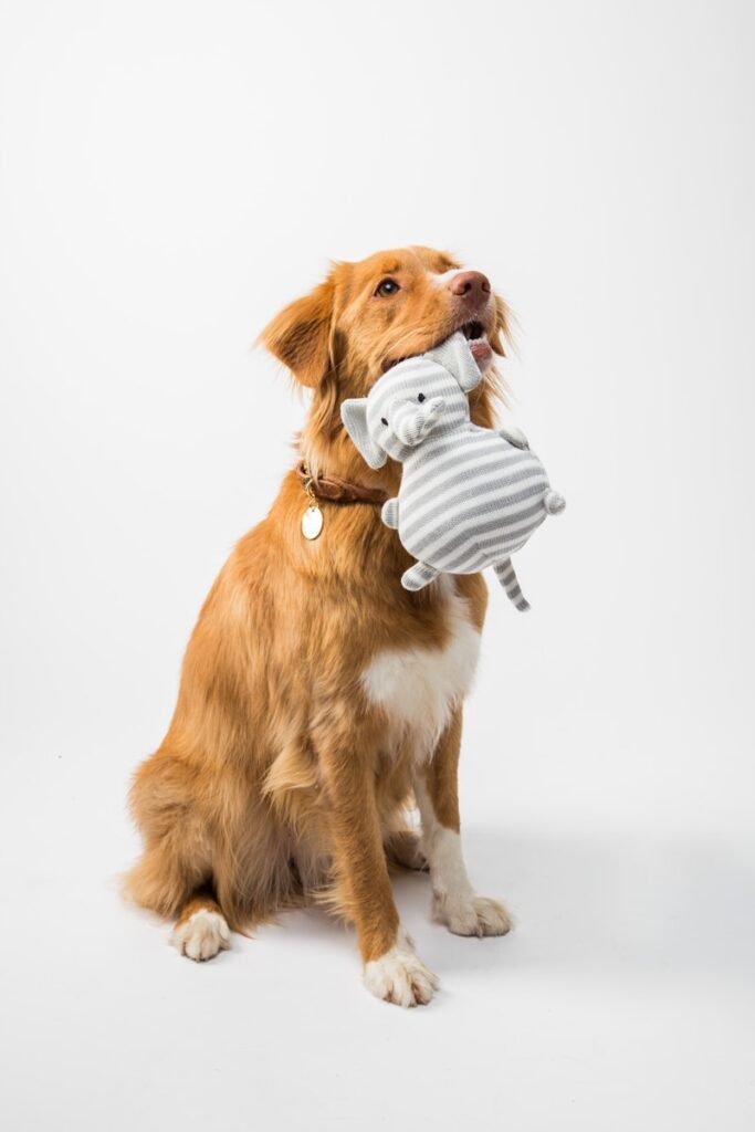 brown and white short coated dog biting white and blue ball