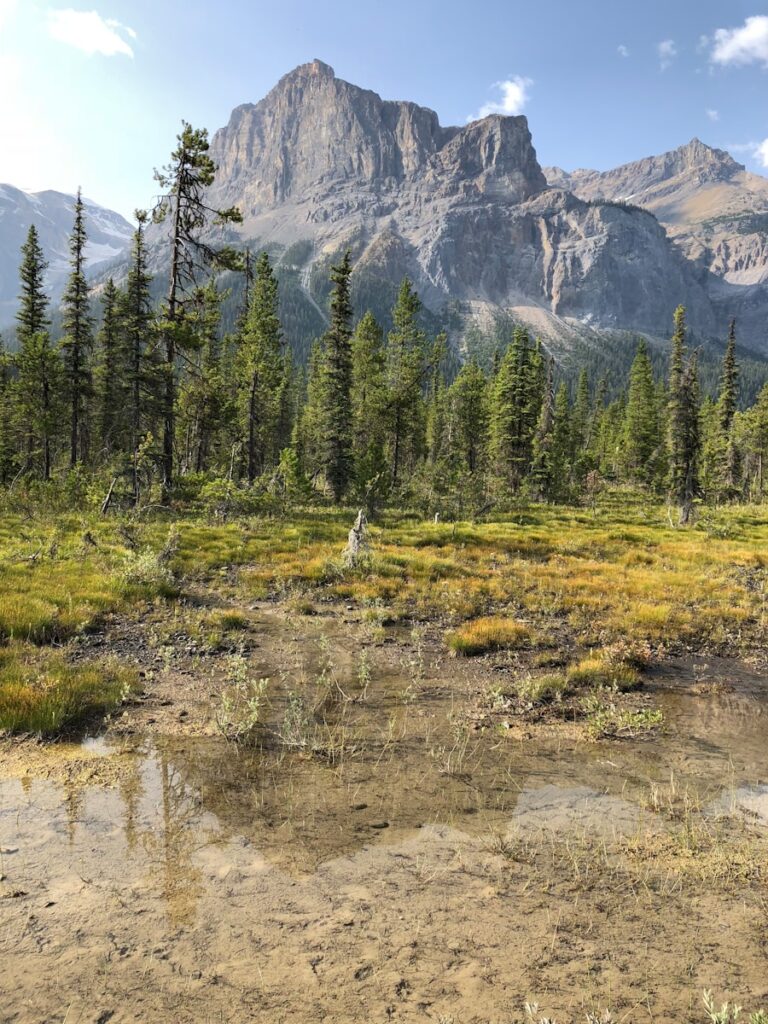 green pine trees near mountain during daytime