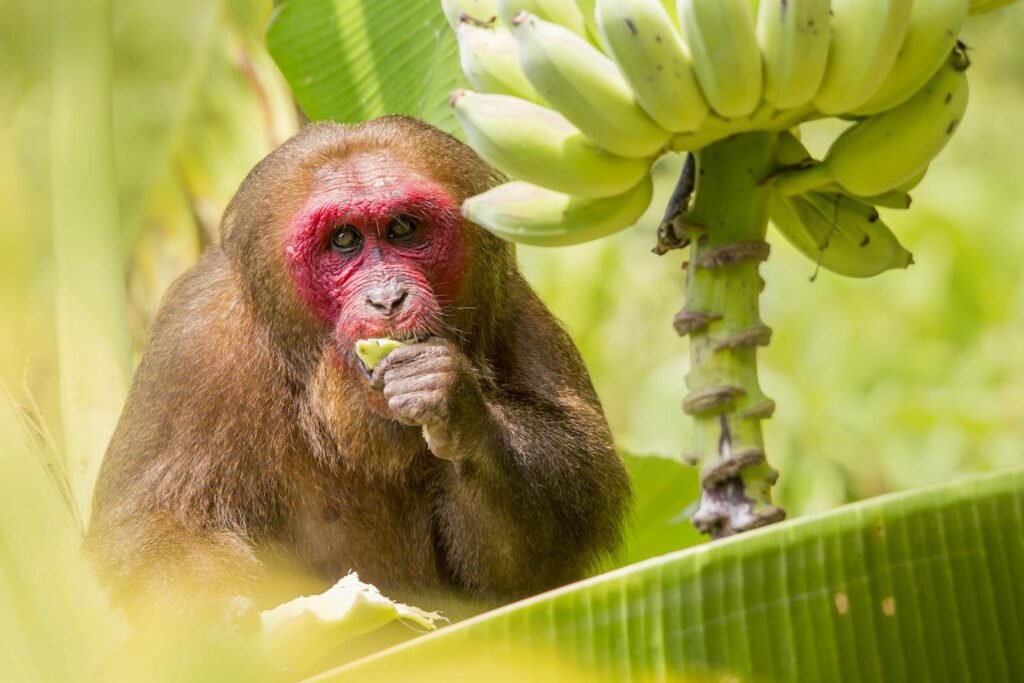 A stump-tailed macaque (Macaca arctoides) enjoying a banana in Ao Nang, Thailand.